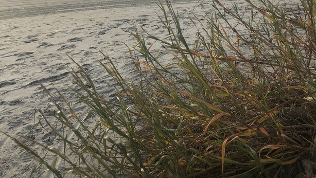 A beach with waves and grasses in the foreground. - The Sea Witch-Beautiful inlet views just one block from beach! (Murrells Inlet)