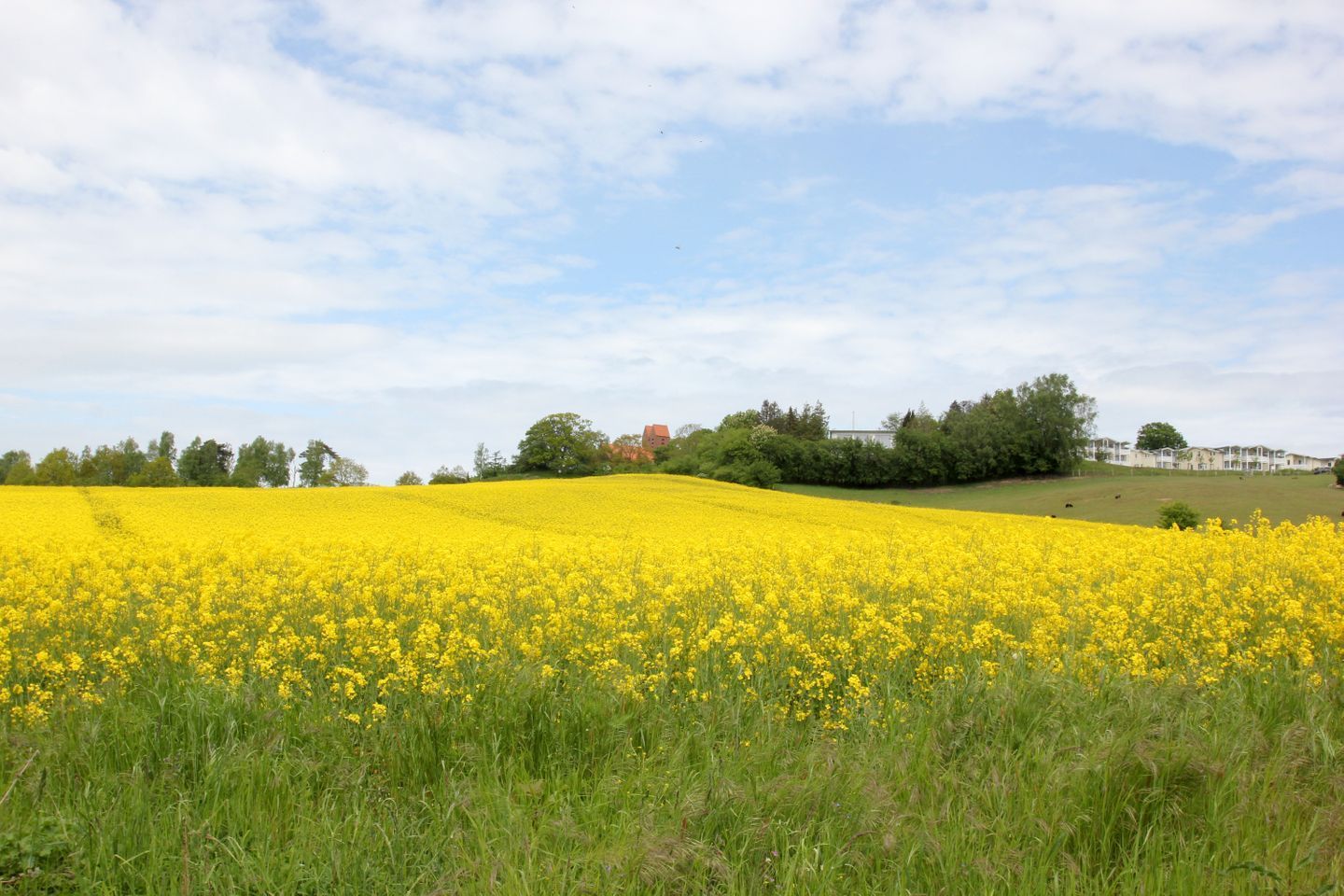 A field of yellow flowers, a building, and trees in the background.