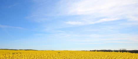 Ett stort fält med gula blommor under en klarblå himmel.