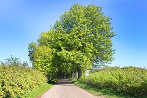 A paved path flanked by lush greenery and a large tree in the center. - Haus Maiglöckchen F-1016 Wohnung 02 - F-1016 Haus Maiglöckchen (Göhren)