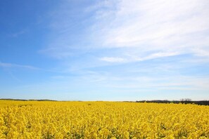 Ein weites Feld voller gelber Blüten unter blauem Himmel.