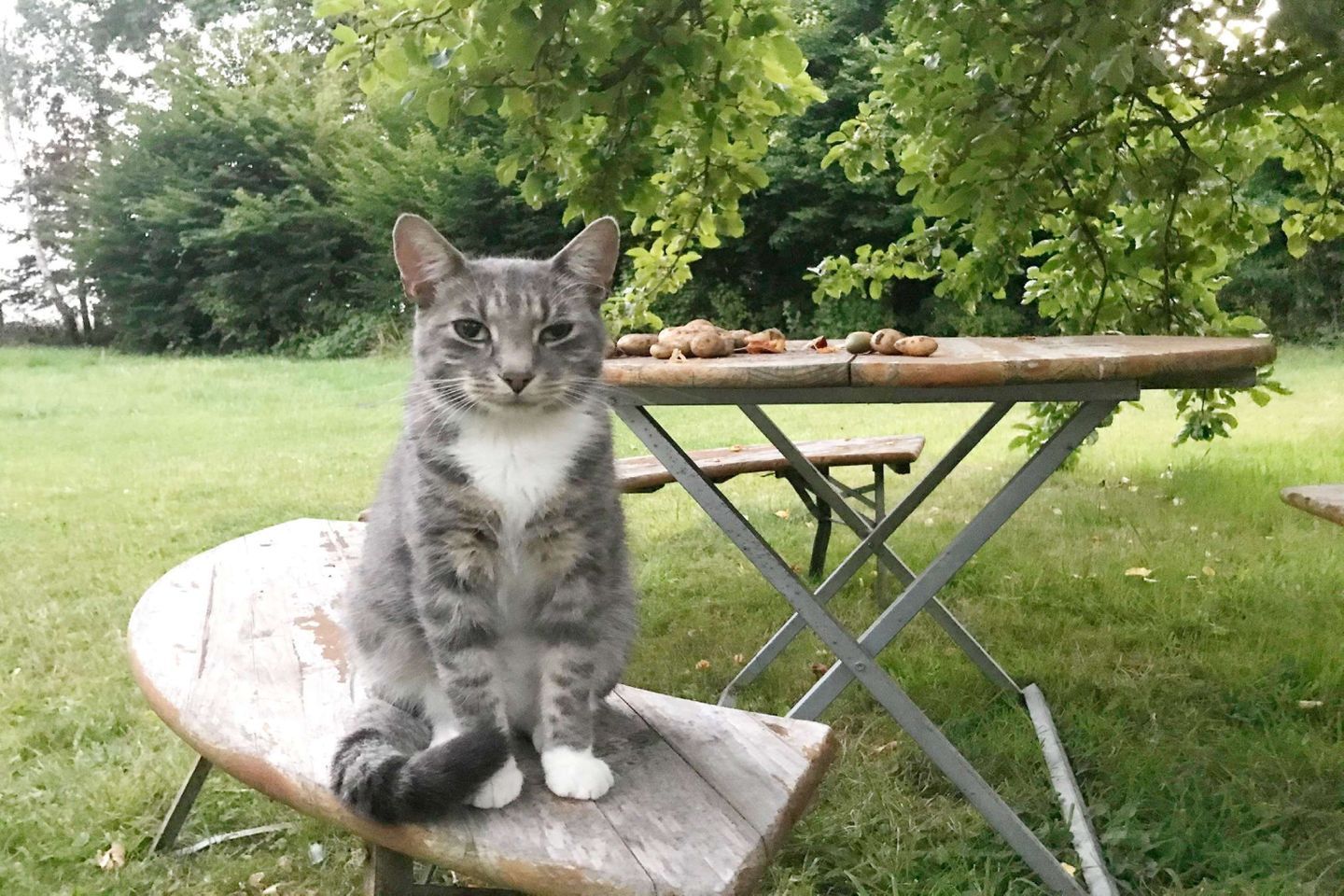 En kat sidder p å en træbænk i et græsfuldt udendørs område med et picnicbord i baggrunden.