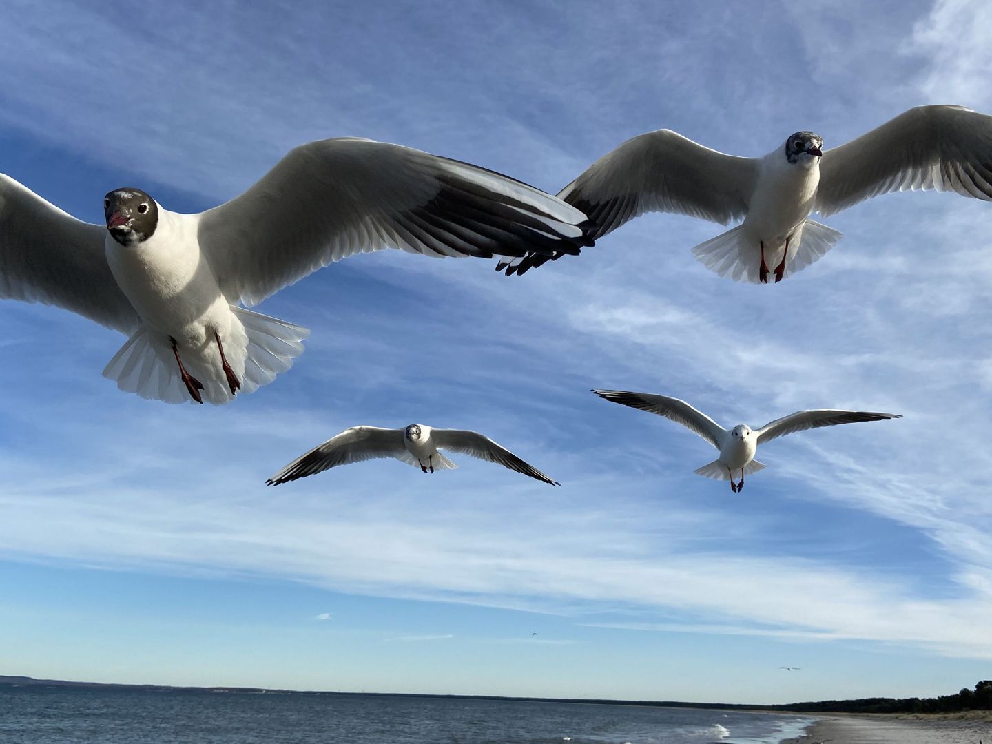 Seagulls flying over a beach with the ocean in the background.