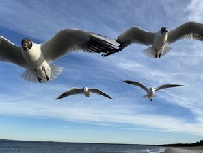 Möwen fliegen über einem Strand, im Hintergrund das Meer.
