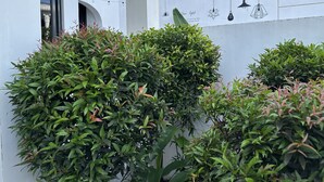 A courtyard with neatly trimmed bushes and a wall with string lights and geometric light fixtures.