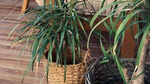 Una sala de estar acogedora con un sofá, una mesa de centro y dos plantas en macetas.