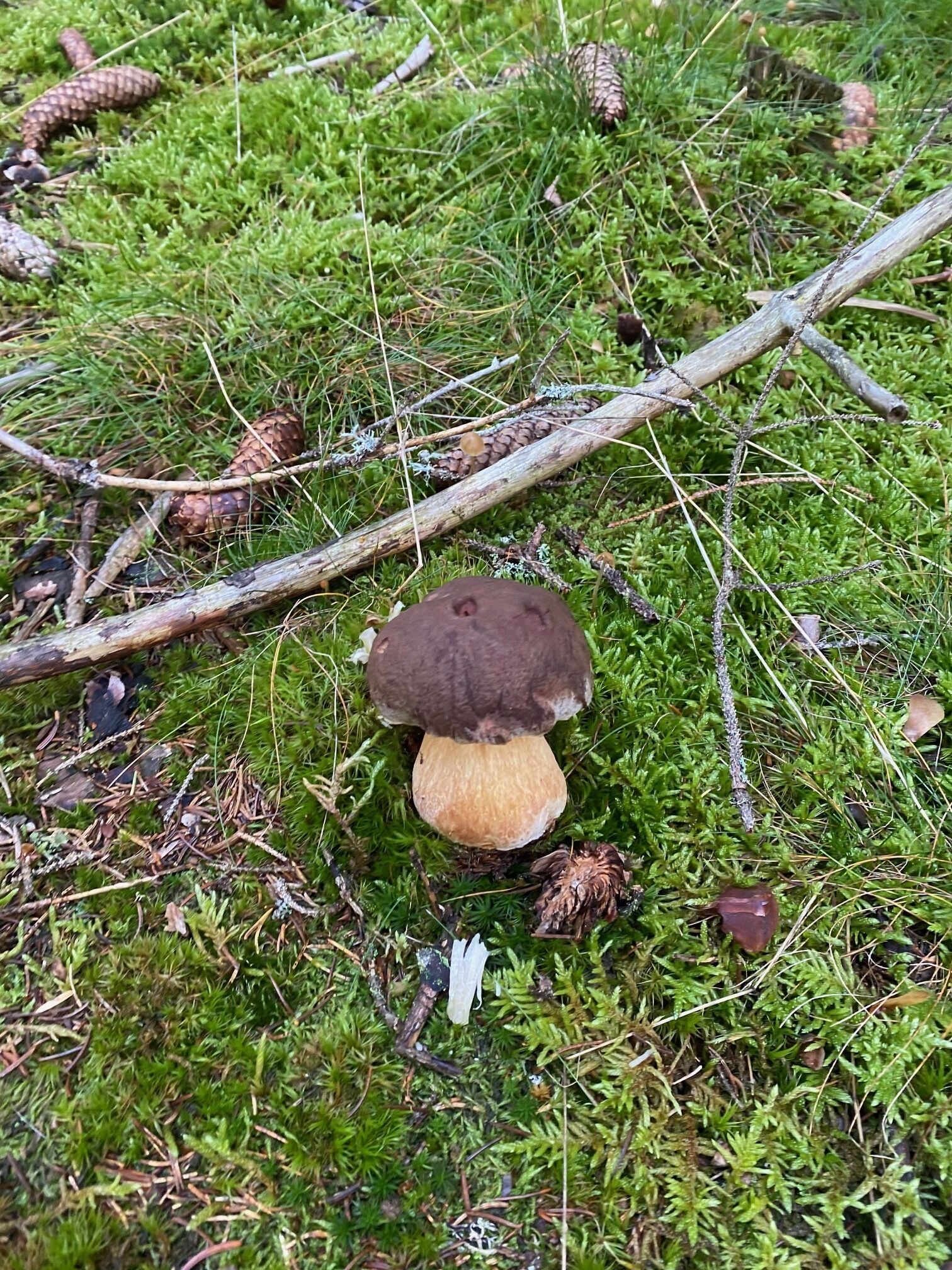 Un champignon qui pousse au milieu de la mousse verte et des pommes de pin.