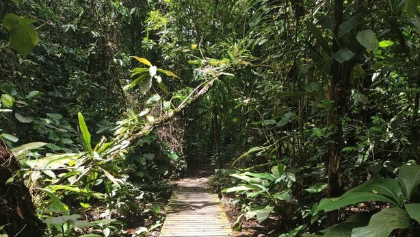 A wooden pathway surrounded by dense foliage. - Chalé Vagalume em Boiçucanga (São Sebastião)