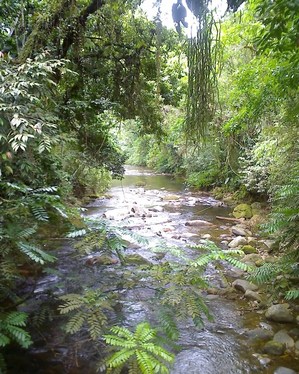 Un arroyo natural rodeado de abundante follaje y rocas.