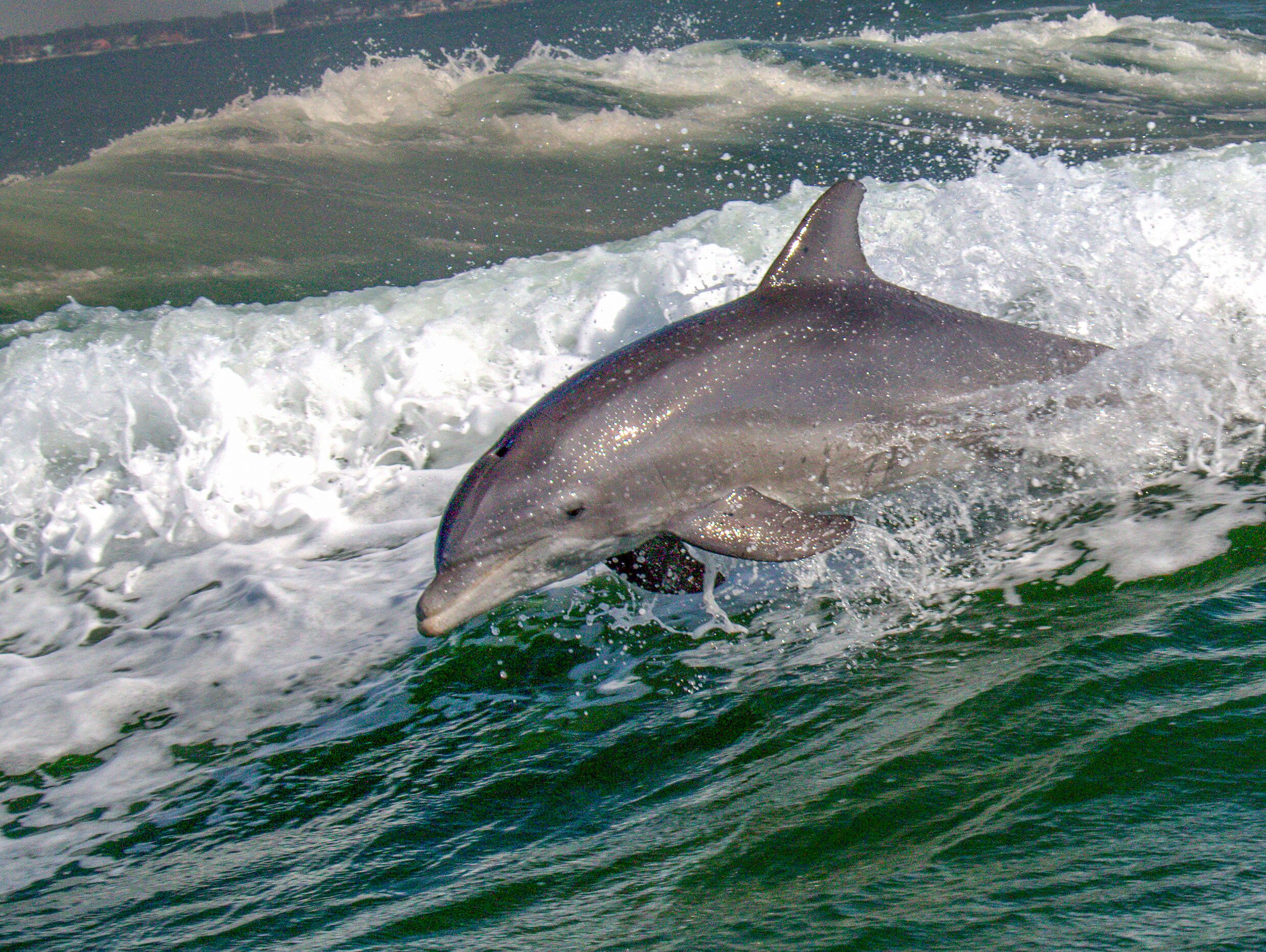 Un dauphin qui saute hors de l’eau.