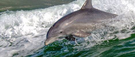 En delfin springer ud af vandet.