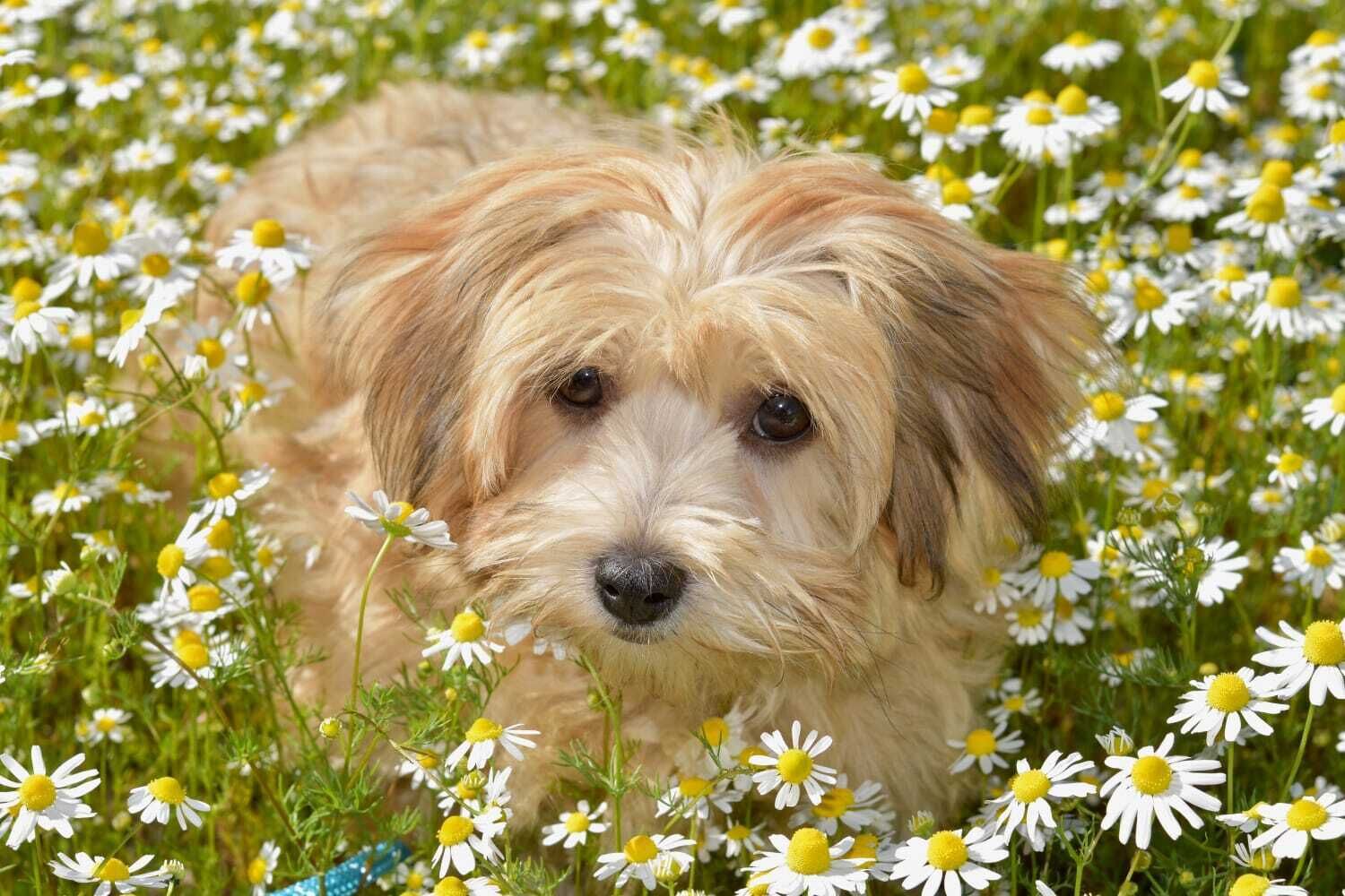 Un perro rodeado de margaritas.