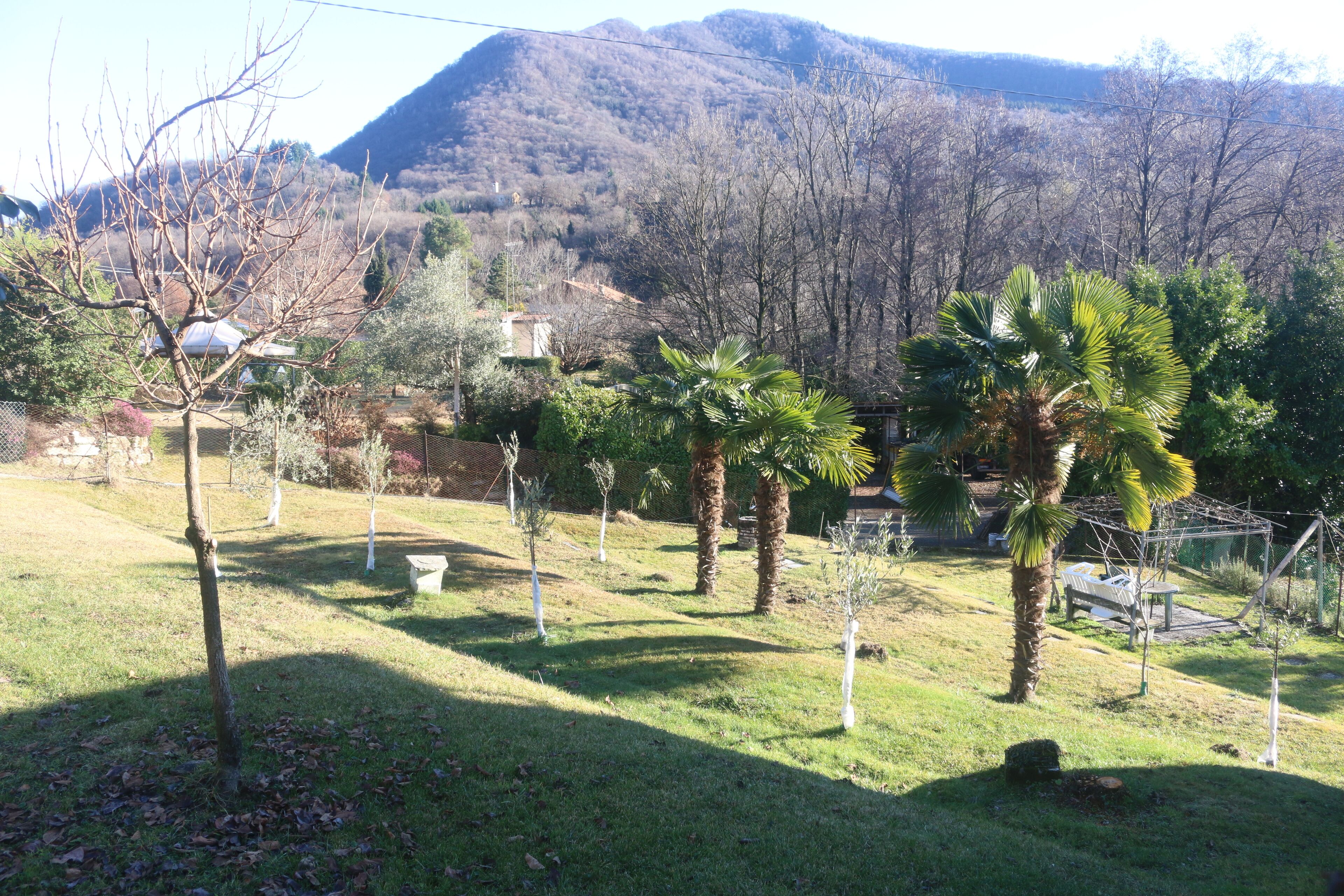 Um jardim ajardinado com palmeiras, um banco e vista para uma montanha.