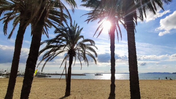 Ein Strand mit Palmen, blauem Himmel und Booten auf dem Wasser.