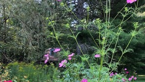 A garden with various flowering plants and a grassy area.