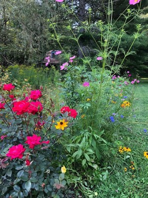 Terrein van de accommodatie