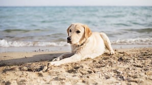 A dog lying on a sandy beach with the ocean in the background. - Suburban Studios Brunswick of I-95 (Brunswick)