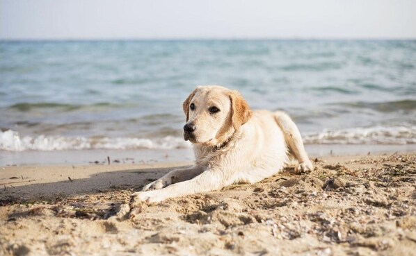 Pet-friendly