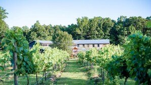 Un vignoble avec des rangées de vignes, un bâtiment avec un toit bleu et un ciel dégagé.