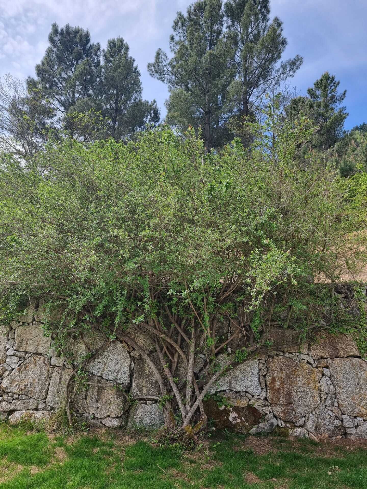 A stone wall with a tree growing over it, surrounded by grass and other vegetation.
