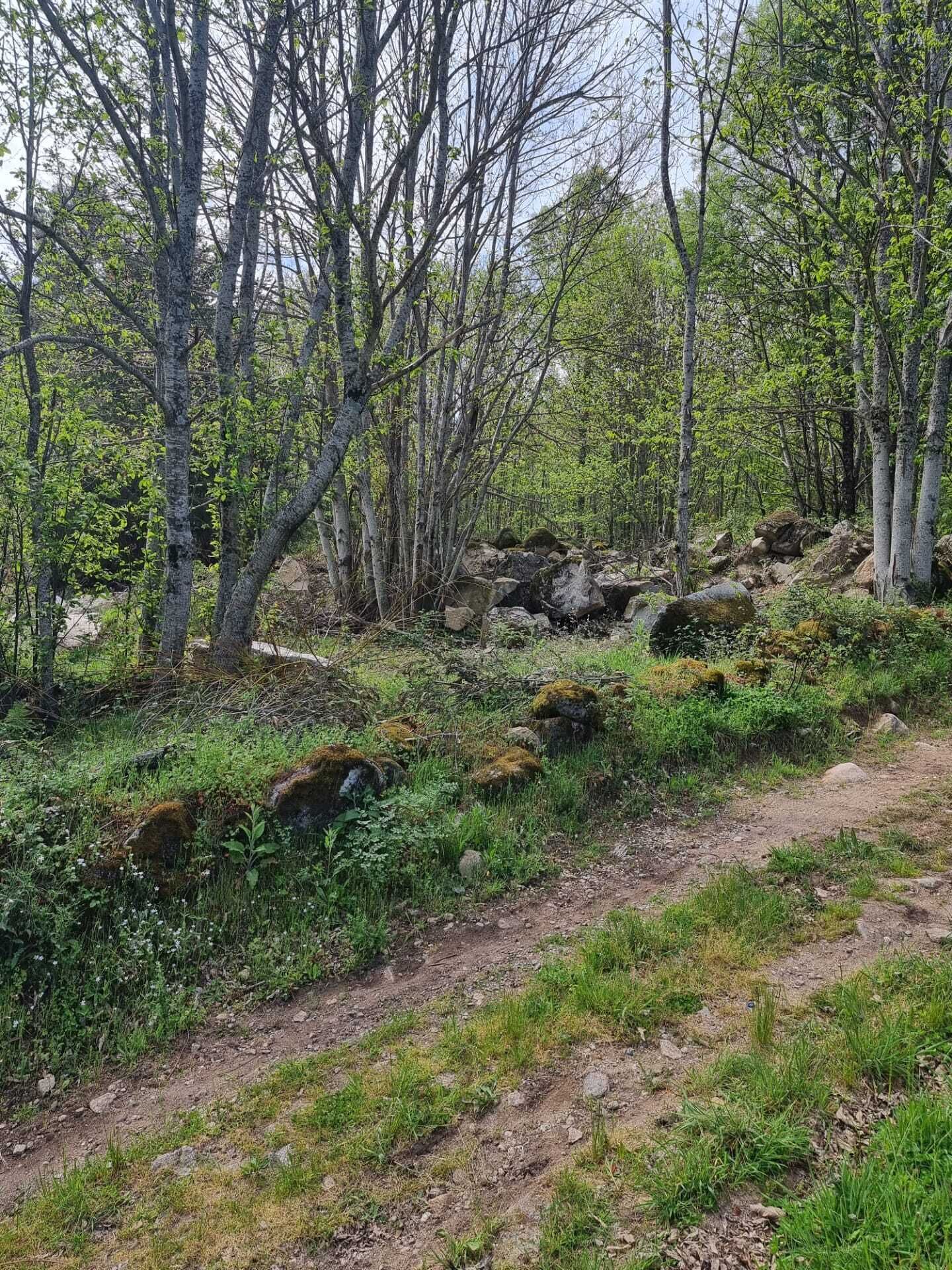 A forested area with a dirt path.