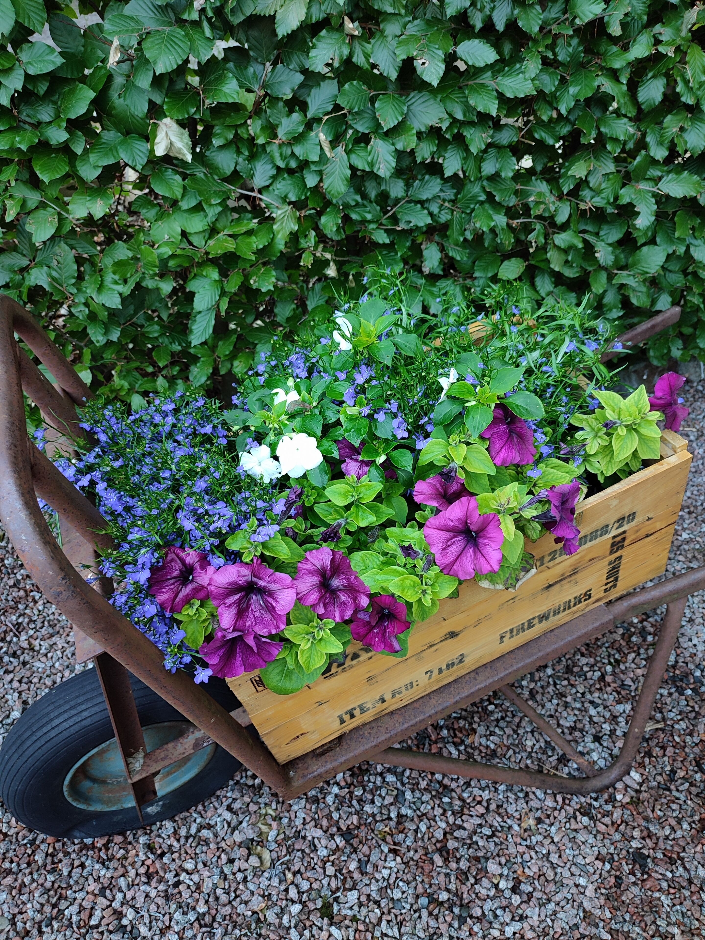 A wheelbarrow filled with a variety of flowers and plants, placed on a gravel surface.