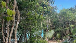A wooden boardwalk leading through a natural area with dense foliage and a clear sky. - The Surf Cottage - Beach and Jungle all in One!  An off the grid cottage. (Gregory Town)