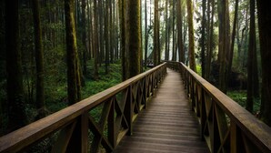 Een houten looppad door een dicht bos met hoge bomen en mosbedekte stammen.