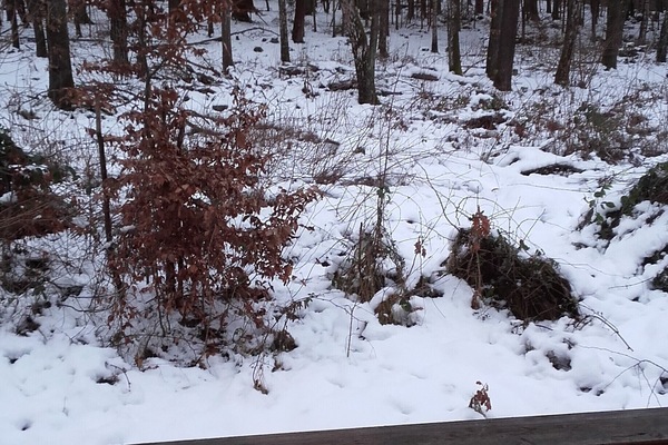 3-Raum-Ferienwohnung (60qm) Sambachshof im Wald-Balkon mit Blick in den Wald