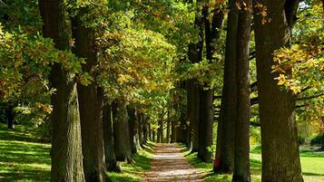 A tree-lined pathway in a park.