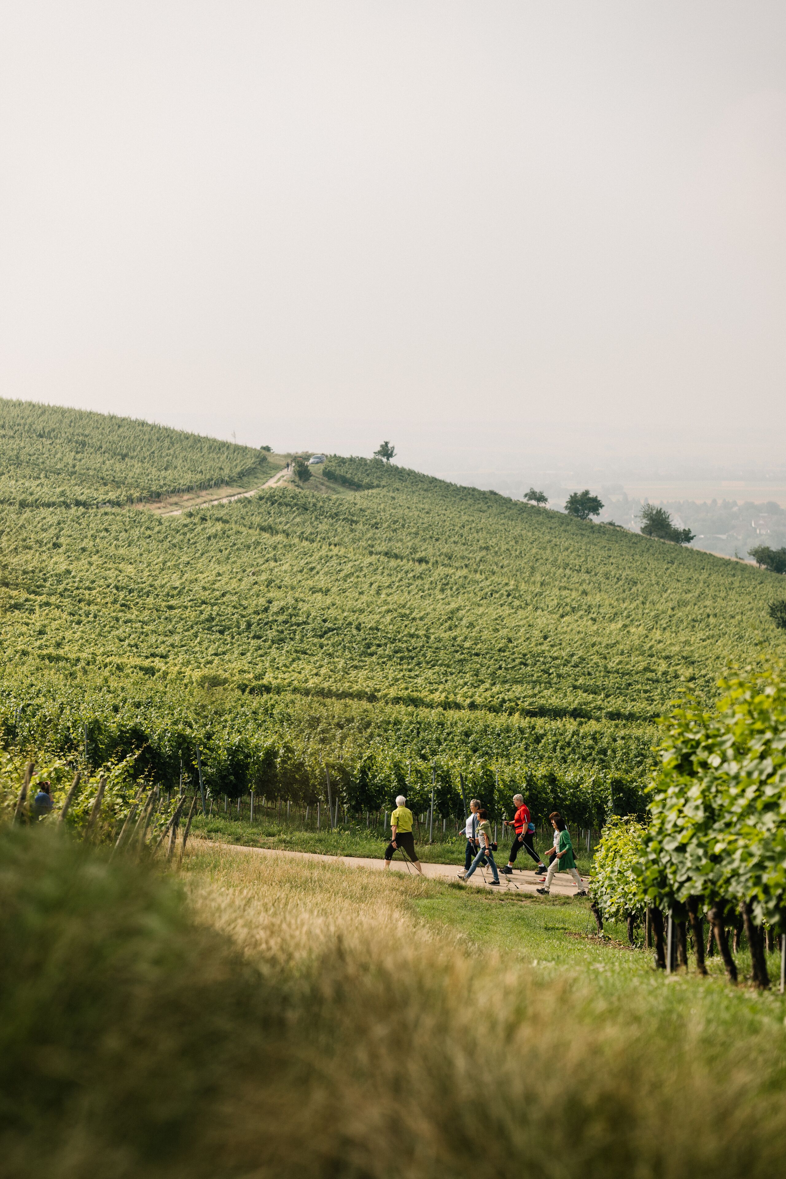 A vineyard with rows of grapevines and a dirt path.