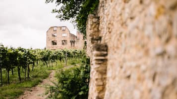 A vineyard path leading to a stone building with multiple windows.