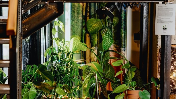 A room with a variety of potted plants, wooden furniture, and a sign above reading "ZAVETIŠĆE ZA ZAVRŽENE RASTLINE ABANDONED PLANTS SANCTUARY". - One66 Hotel (Ljubljana)