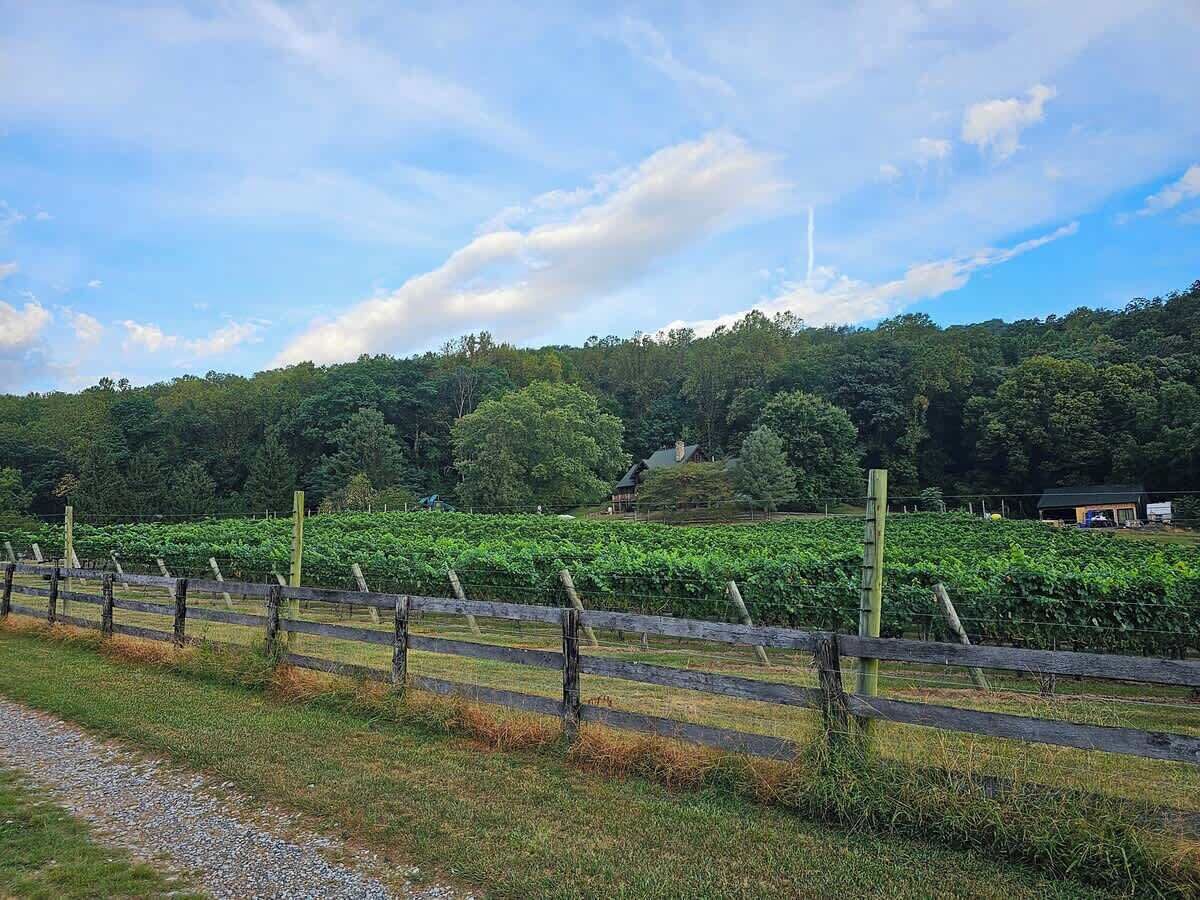 A vineyard with rows of grapevines, a gravel path, and a wooden fence.