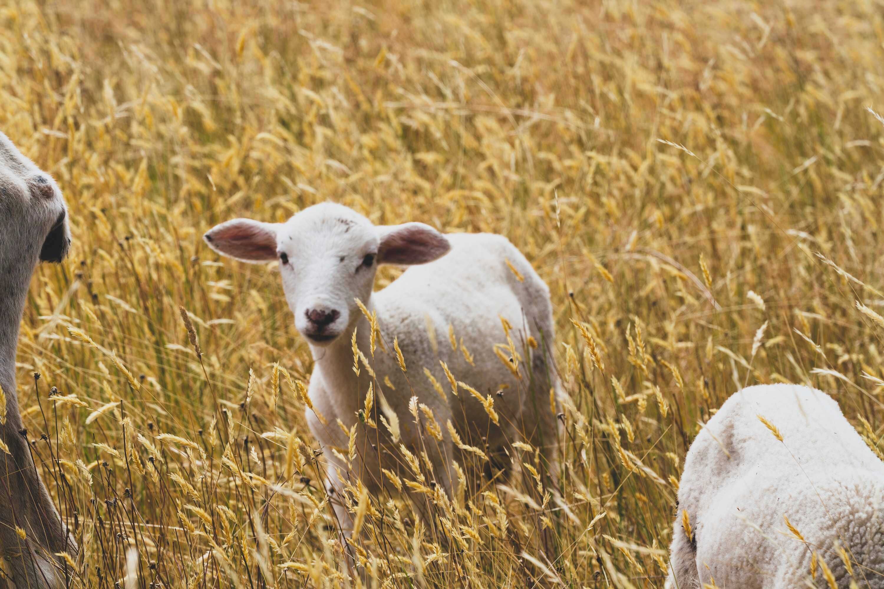 A lamb in a field of tall, golden wheat.
