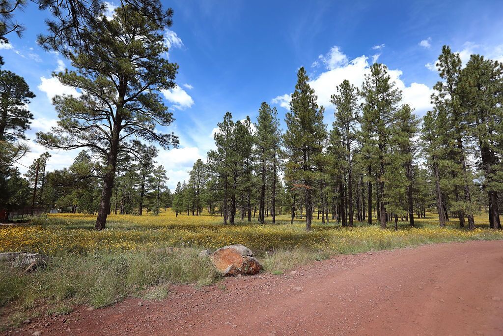 Un camino de tierra con un gran bloque de piedra al frente, rodeado por un bosque de pinos y flores amarillas.