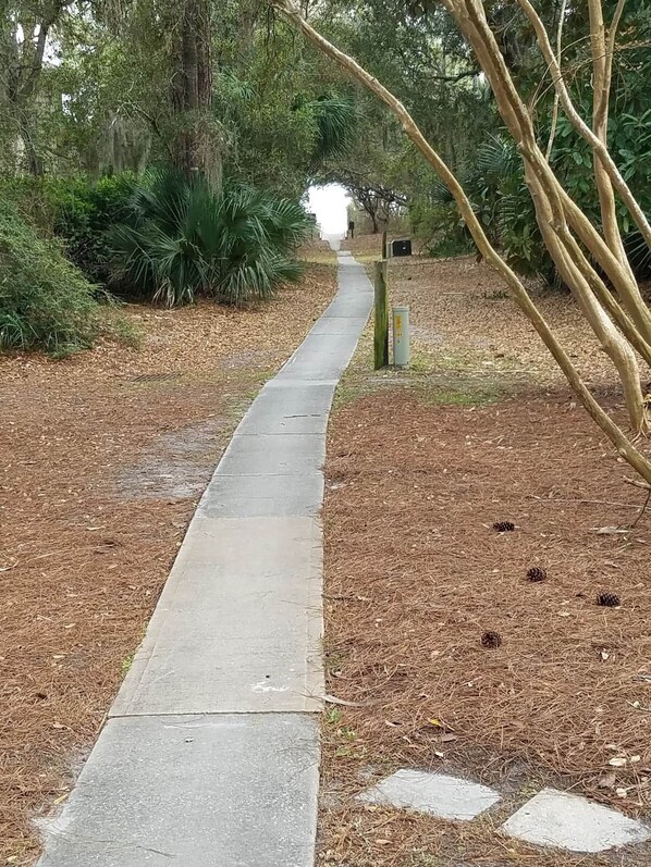 Un camí de formigó que s'endinsa per una zona boscosa plena de piñones al terra.