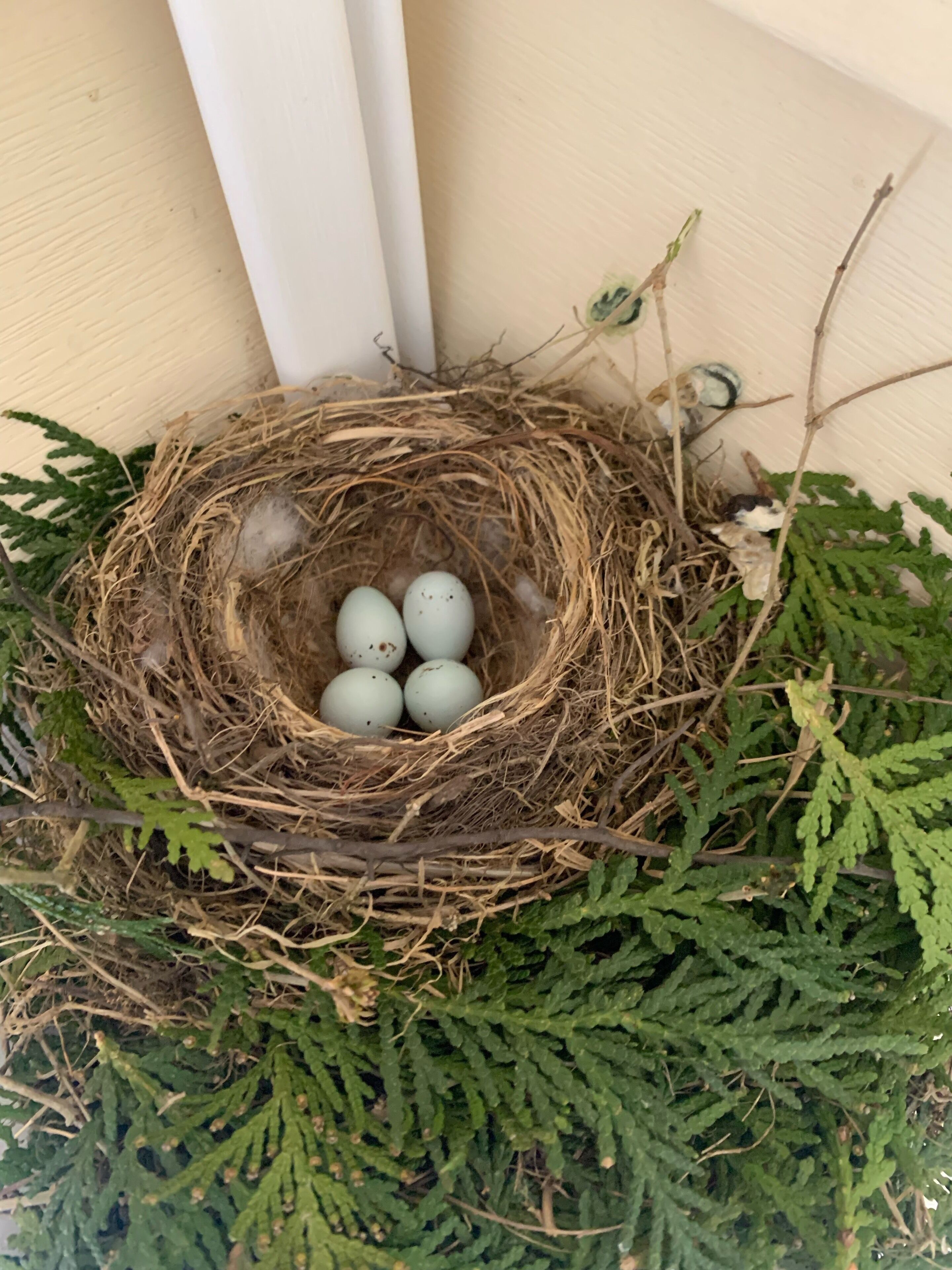 Een vogel nest met eieren en omliggende begroeiing.