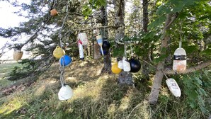 A tree with various objects hanging from its branches, including a yellow object, a blue object, and a black object.