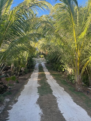Property grounds - Eleuthera Villa - The Surfer's Beach Destination! (Gregory Town)