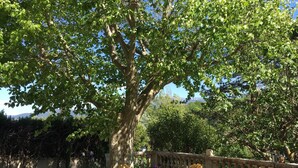 A patio area with wooden chairs and a metal table, surrounded by lush greenery and a large tree. - Self-contained apartment in a magnificent estate (Romans-sur-Isère)