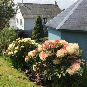 Un jardin agrémenté d’arbustes à fleurs et une maison avec un toit gris.