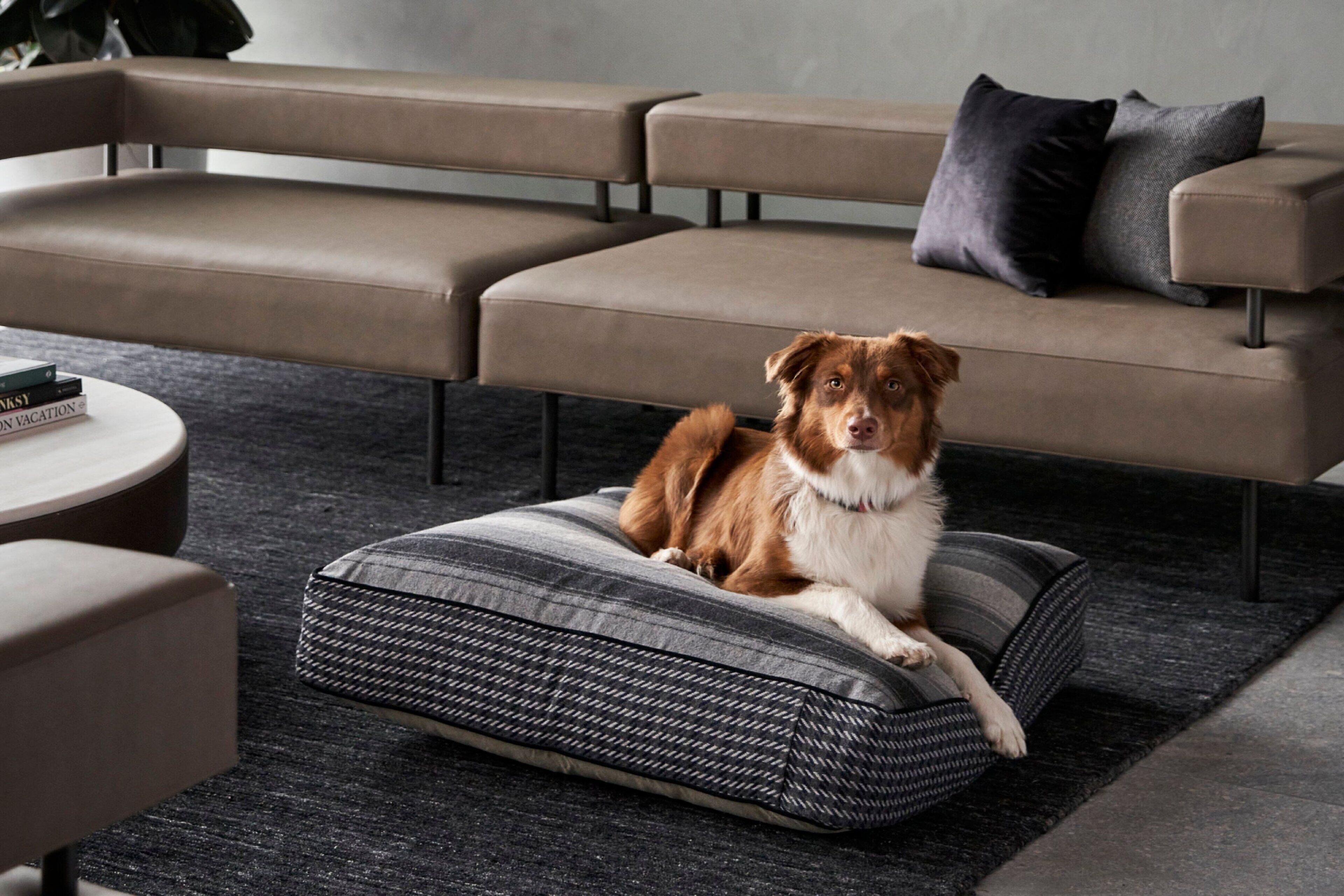 A dog resting on a cushioned bench in a modern living room with a sofa and a small round table.