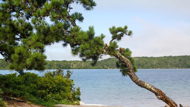 A beach with a pine tree and a clear view of the lake. - Heated In-Ground Pool and New Central AC! (Brewster)
