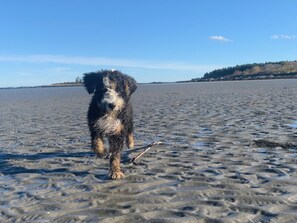 Un chien sur une plage de sable, avec un ciel dégagé et des arbres qui se dessinent à l'horizon.