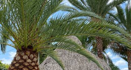 🌴 Luxe 🌴Superhost🌴Solo & Couples Escape 🌴