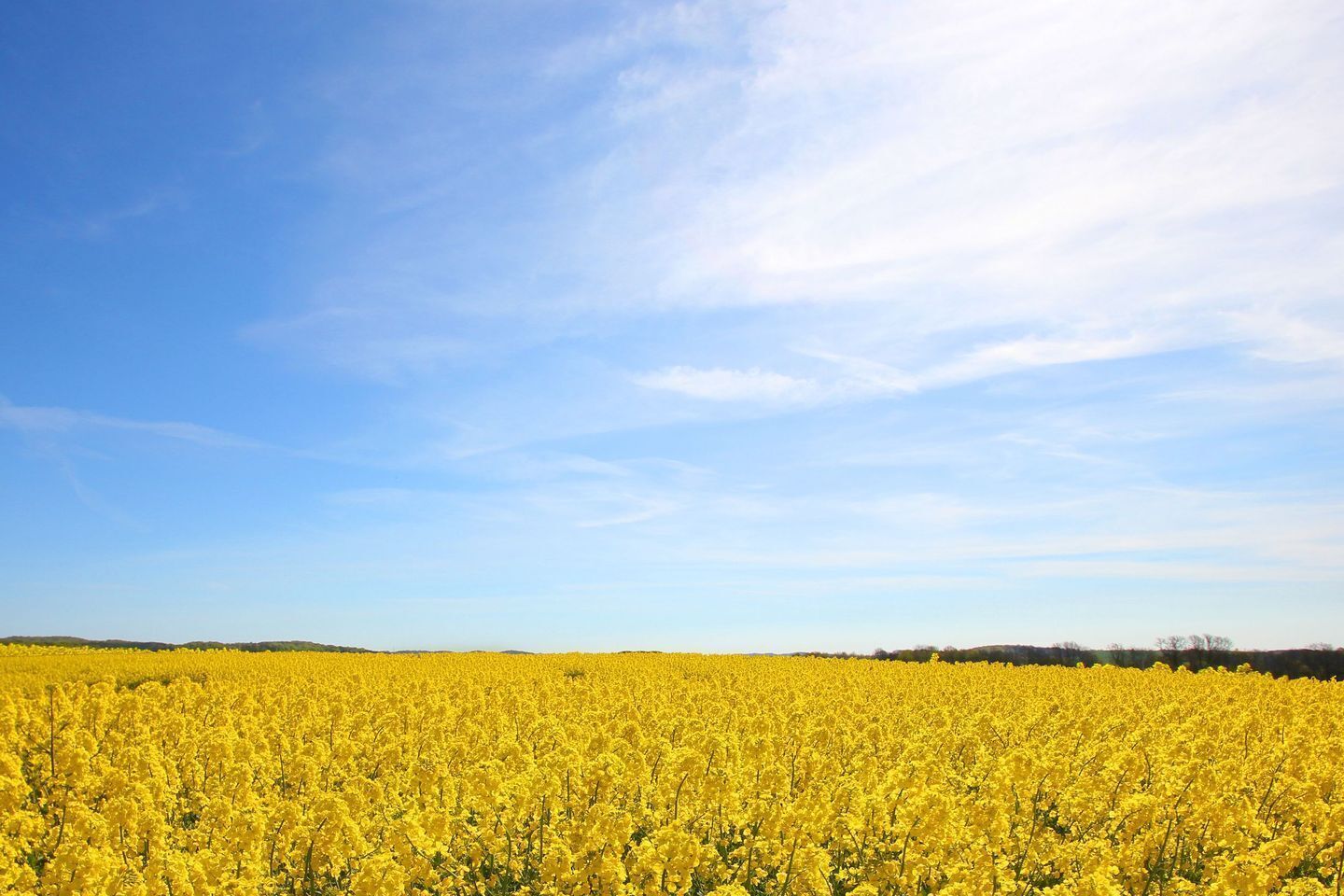 A vast field of yellow flowers under a clear blue sky.
