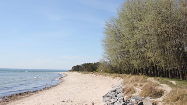 Una spiaggia sabbiosa con un sentiero roccioso che conduce a una fitta foresta.