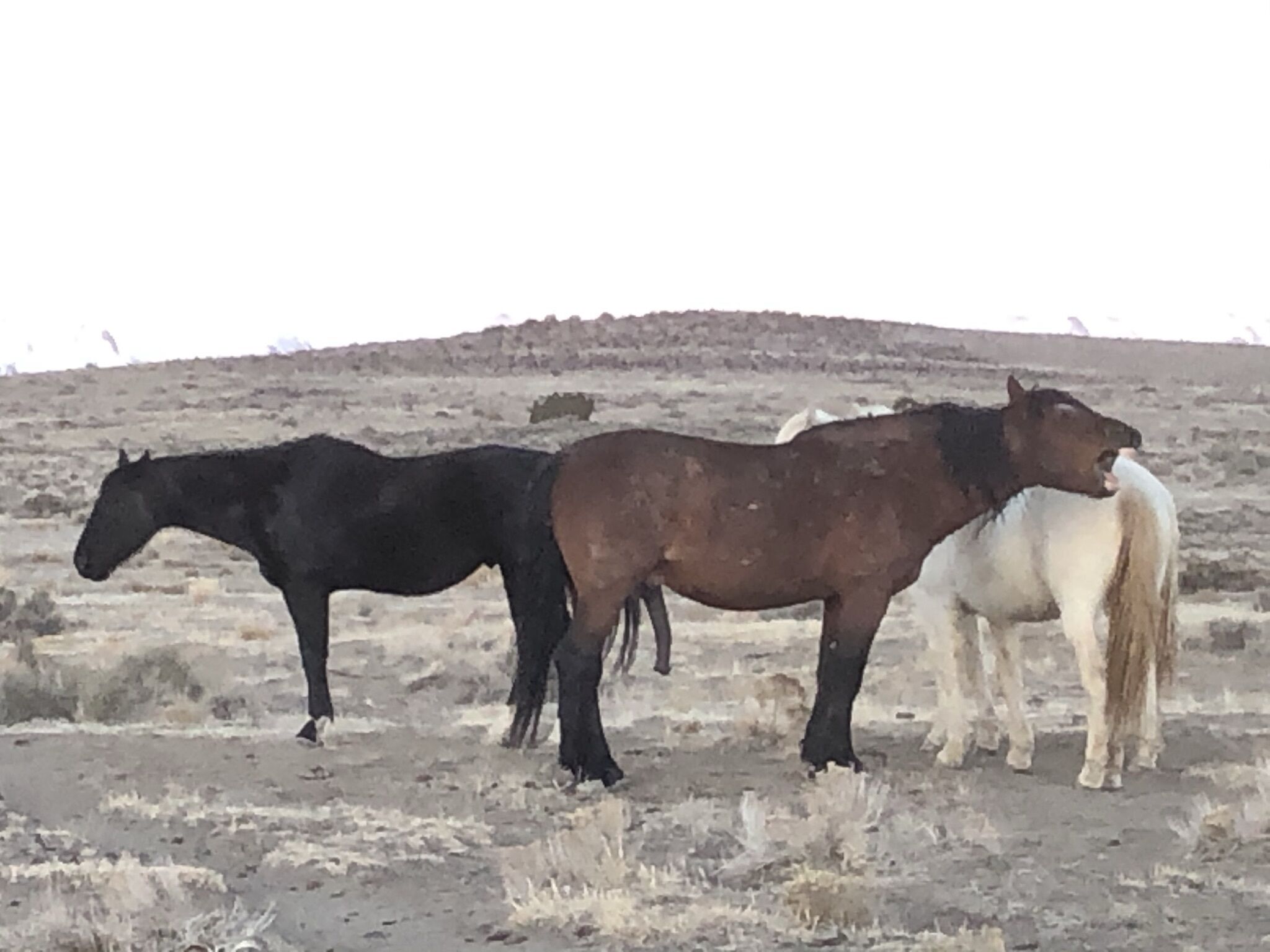 Three horses standing in a field with a hilly background.