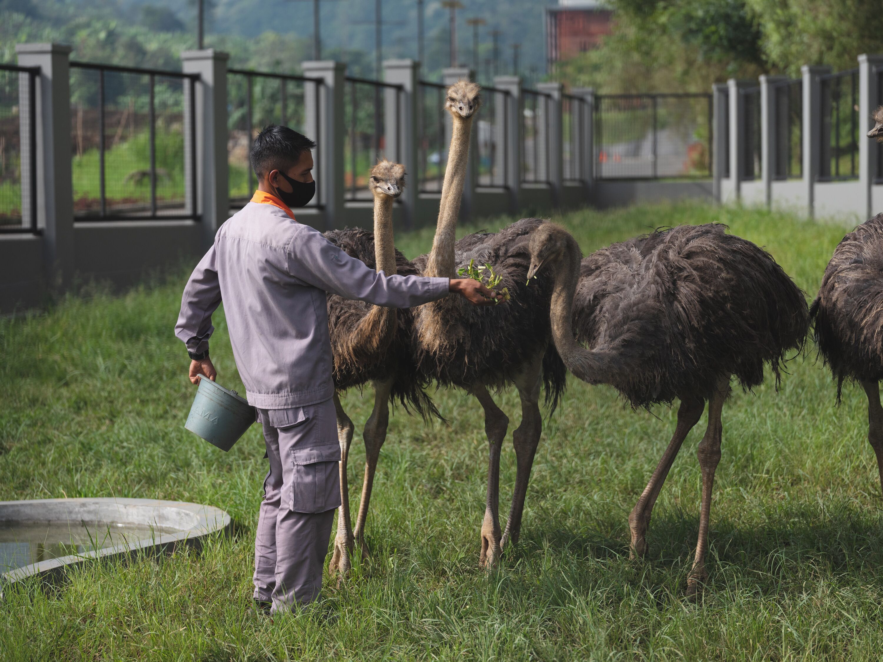 A person in a uniform feeding ostriches in a grassy enclosure with a metal fence in the background.